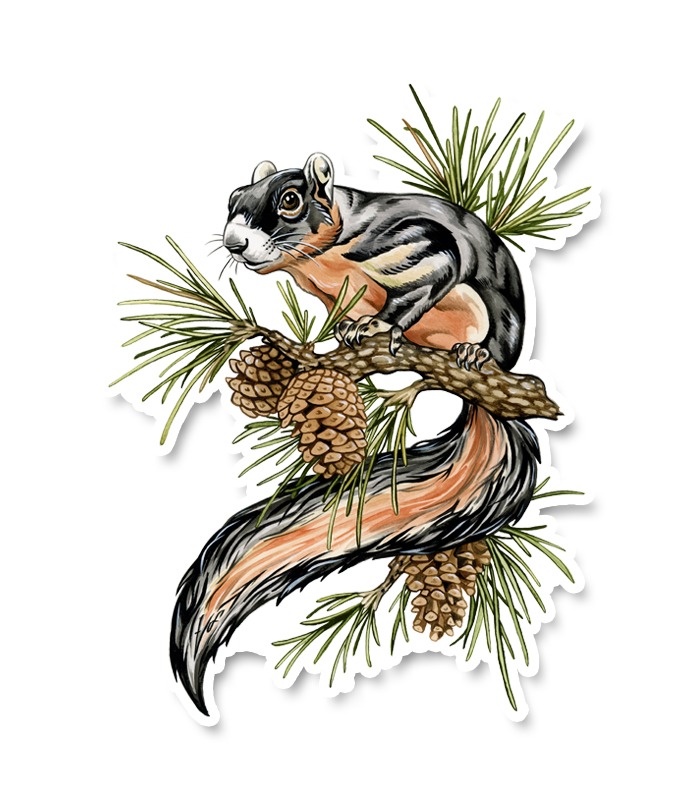 Sherman's Fox Squirrel Sticker