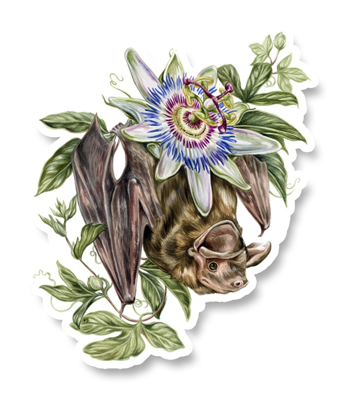 Conservation Florida Bonneted Bat Sticker