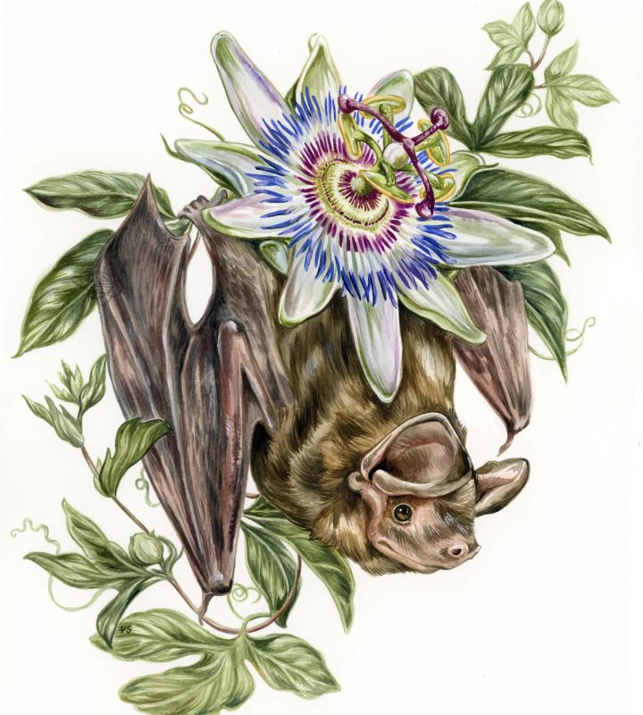 V. Steiner 8x10" Art Print Bonneted Bat
