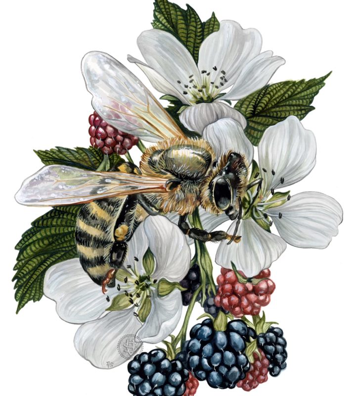 V. Steiner 8x10" Art Print Bee With Berries