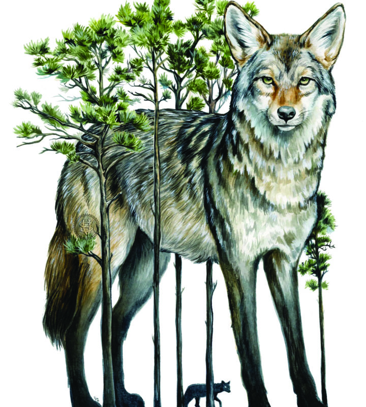 V. Steiner 8x10" Art Print Coyote