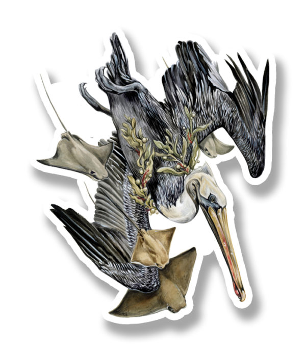 Conservation Florida Pelican Sticker