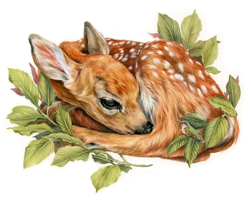 Fawn & Hummingbird