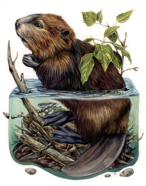 V. Steiner 8x10" Art Print Beaver Lake