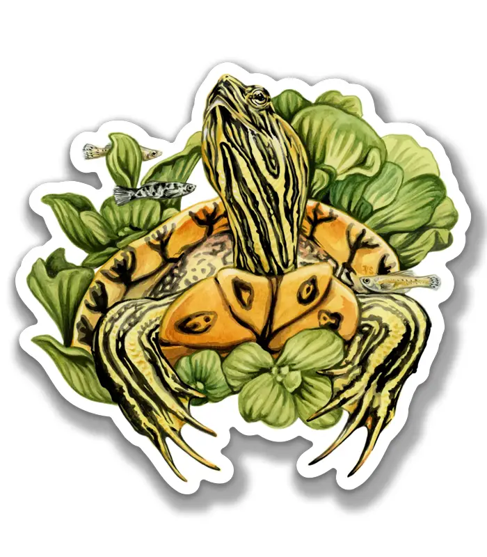 Yellow-bellied Slider Sticker By Freehand Goods 