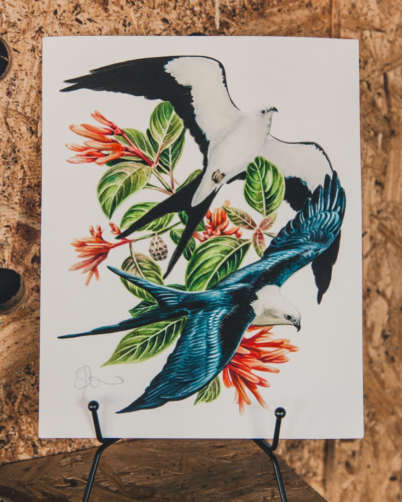 Swallow-Tailed Kites Art Print