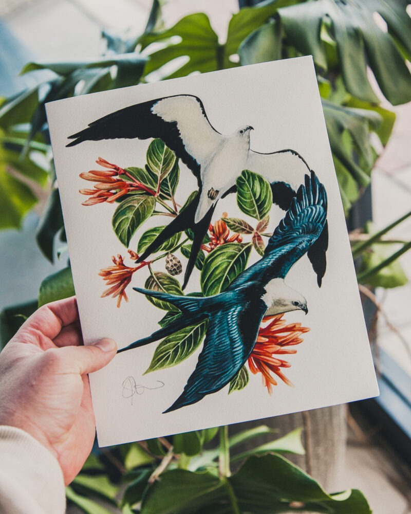 Swallow-Tailed Kites Art Print