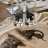 Alligator Snapping Turtle Highball Glass