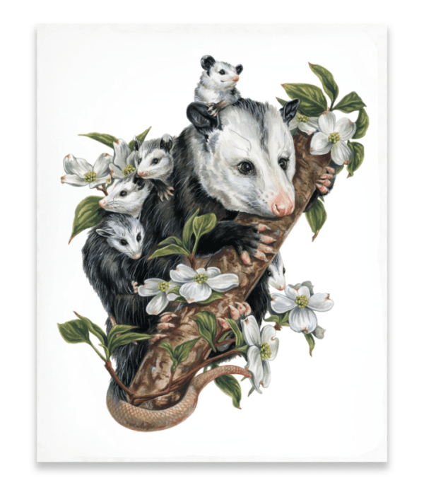 Opossums in the Dogwood Art Print