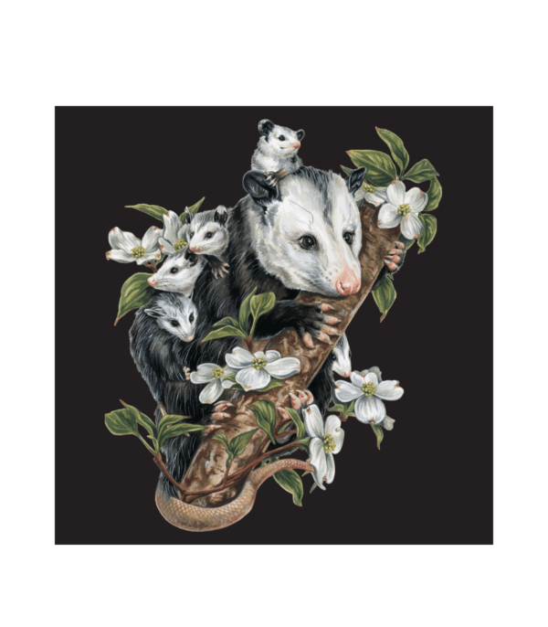 Opossums in the Dogwood Greeting Card