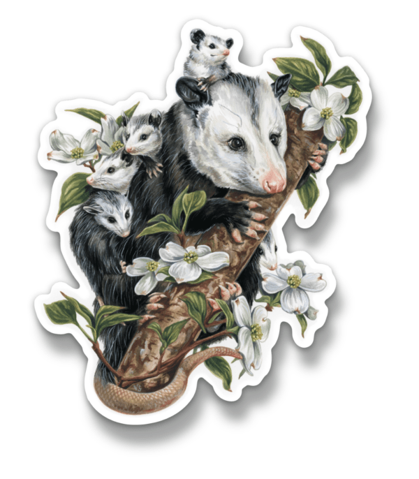 Opossums in the Dogwood Sticker