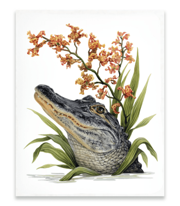 Alligator in the Cigar Orchids Art Print