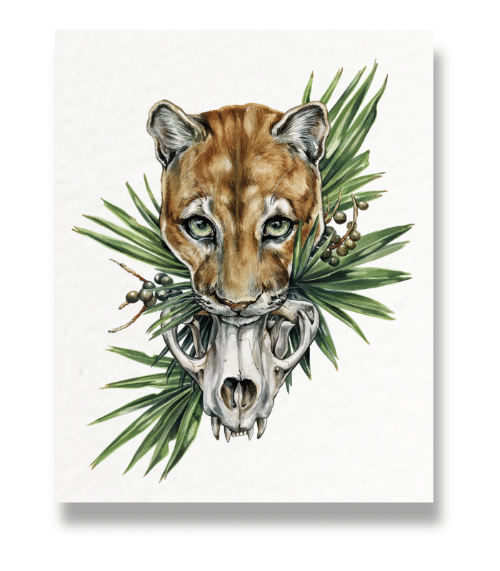 Florida Panther Art Print